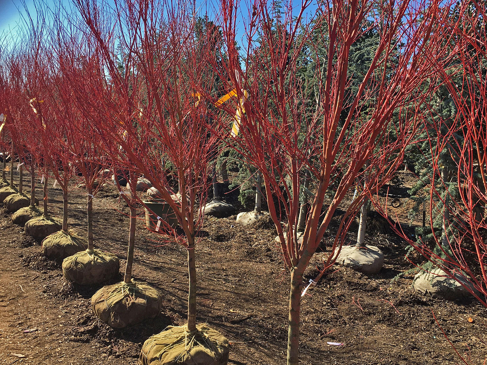 coral bark japanese maple winter