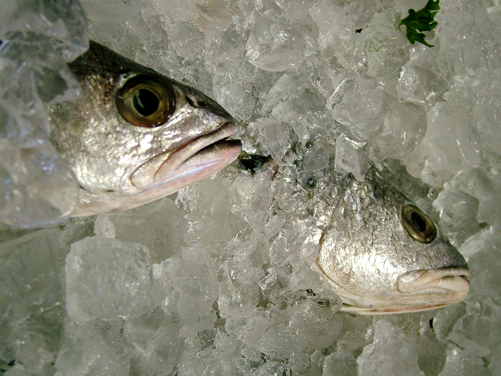 Fish_Packed_in_Ice.jpg