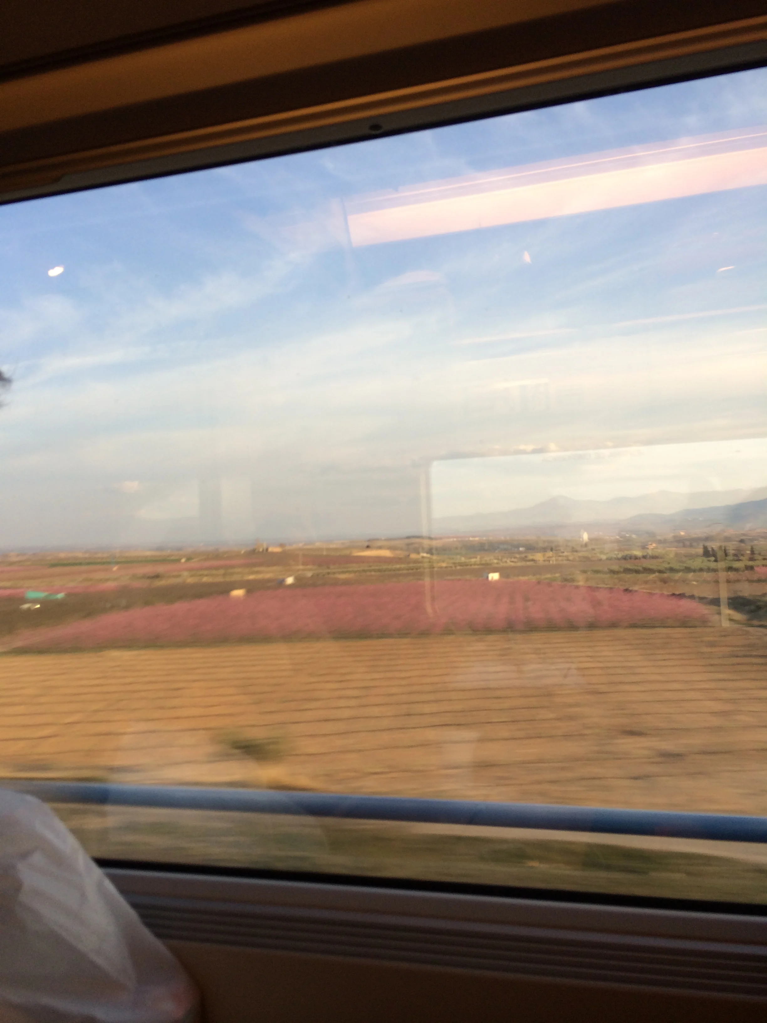 Lavender Fields on the train ride to Barcelona from Seville