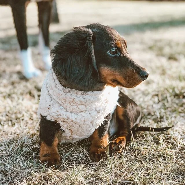 Out to poop but make it fashion 🐾 #dachshundsofinstagram