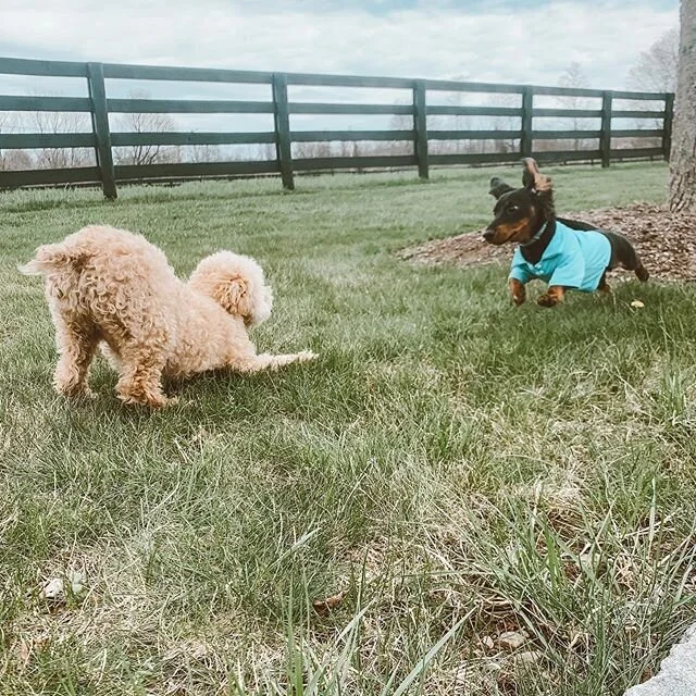 🐕 🐕 🐕
