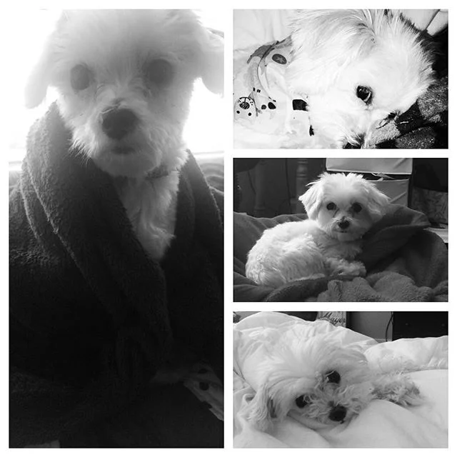 Happy National Dog Day! #dogsofinstagram #cutestdogintheworld