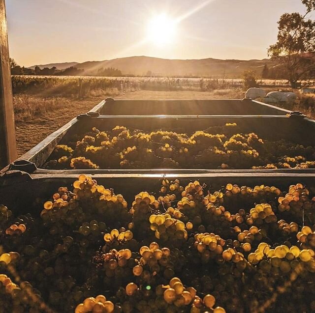 I'm doing some last-minute prep for a webinar tomorrow morning with @nzwinegrowers.  Browsing their members Instagram accounts has got me feeling like I need to change careers and move to the country. ⁠
⁠
(But would I drink all the profits 🍷🤷🏻&zwj