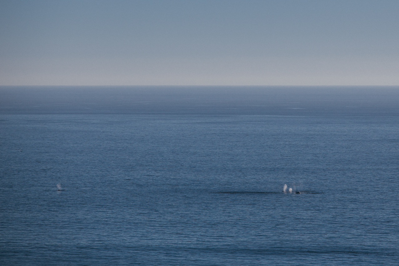 Having a whale of good time on this stretch. 