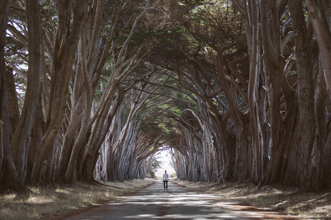 This tree tunnel was amazing. The other tourists were confused why I was standing 150' from my camera and tripod. 
