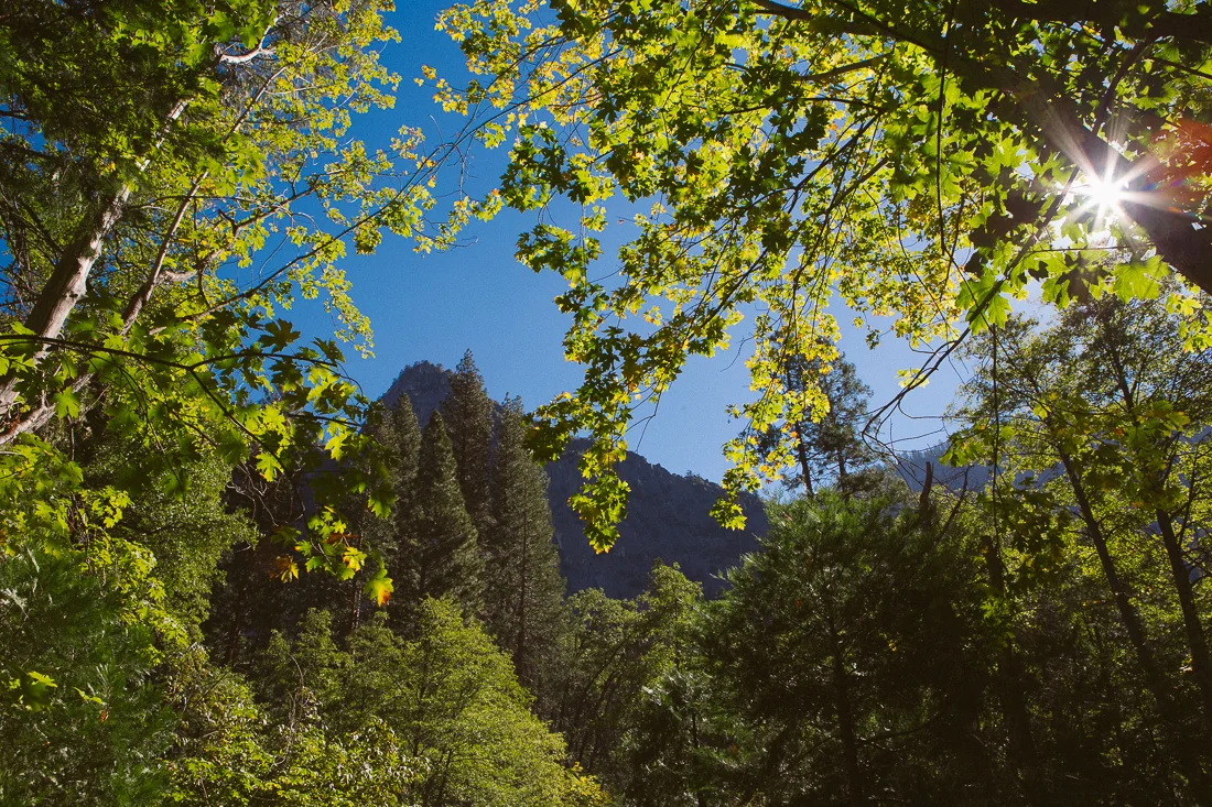 These backlit leaves were screaming to be photographed, so I concurred. 