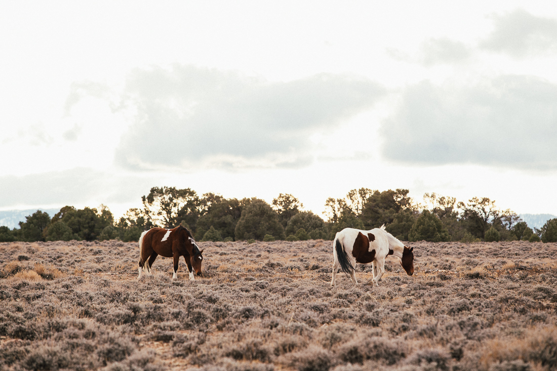 On the drive out I saw these wild horses. It's kind of amazing if you've never seen them. 