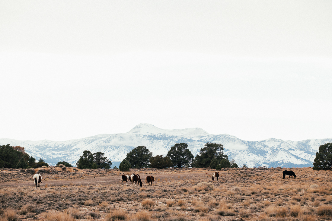 I should have herded them up, and take them for a visit to the Mustang Ranch. Just kidding, unless you don't know about that brothel a few miles away... Jokes, I would never! 