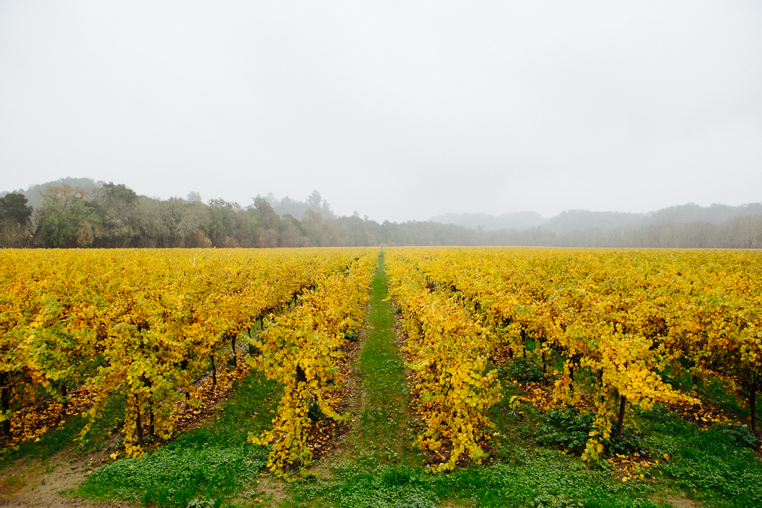 Wine country is beautiful. If I had a girl along with me I would have stopped at every winery and stretched this region's day trip into a week. 