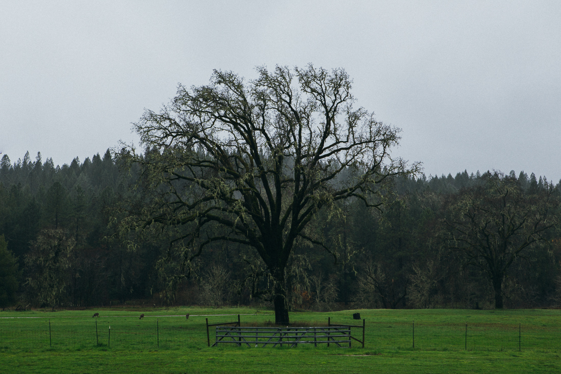 It started raining pretty heavily and made for some great moody photo ops. This tree had me pulled off the highway, shot from the window. 