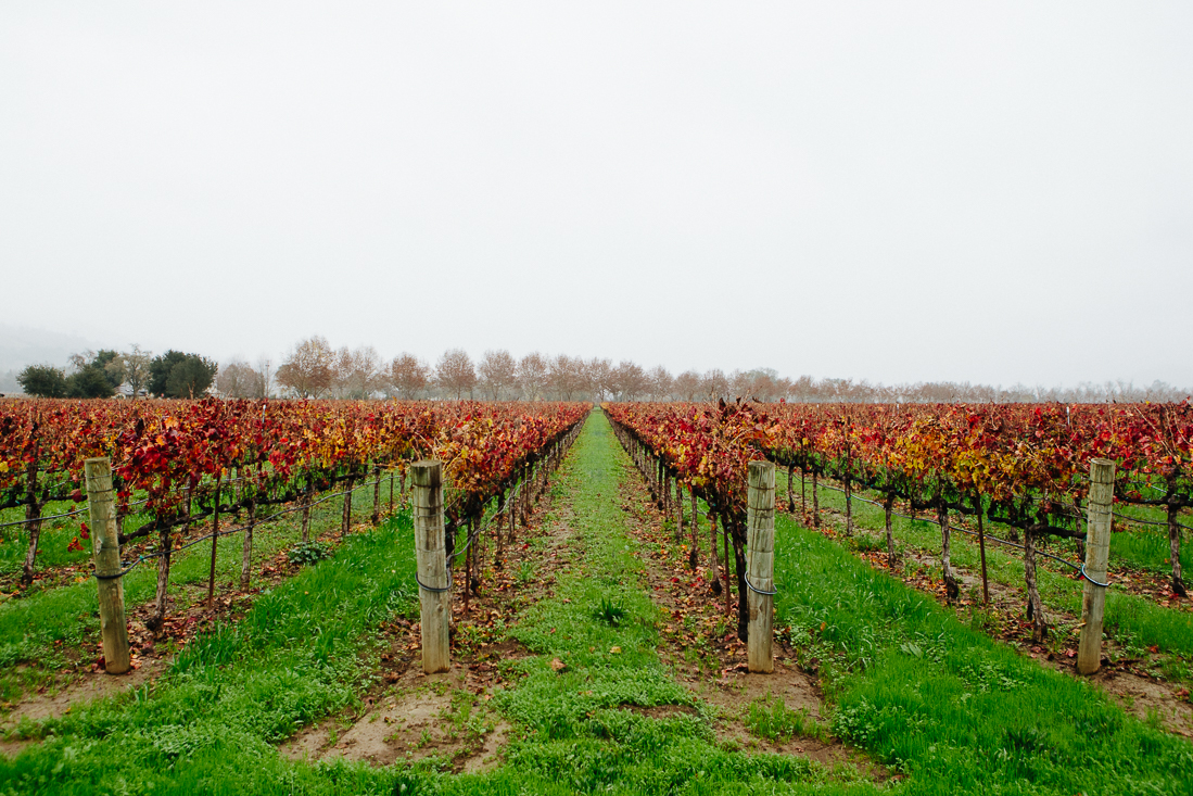 Merlot, Pinot Noir, Cabernet, Welches...