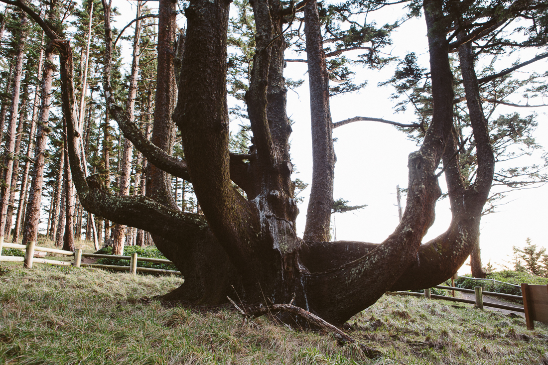 This crazy plant is called the Octopus Tree. 