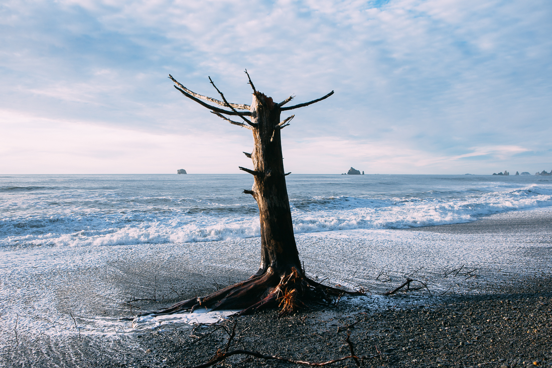 I came out here to visit La Push's rugged coastline. I heard stories of the insane trees on the water's edge, but didn't expect to see them actually below the waves at high tide! 