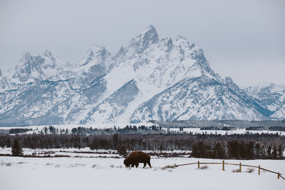 Them mountains of Jackson, the Grand Tetons. Complete postcard here with a buffalo wandered off from Yellowstone. 