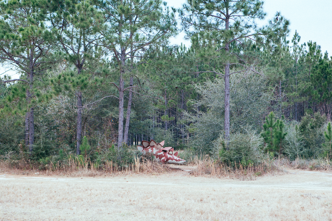 I went for a walk in the forest, and was saw this big turtle.
