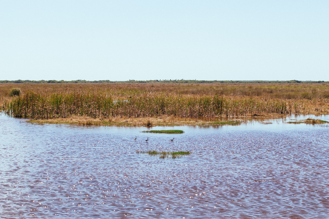 The Everglades are cool. It had been a while since I was in the wilderness, so this park was a nice change of view.