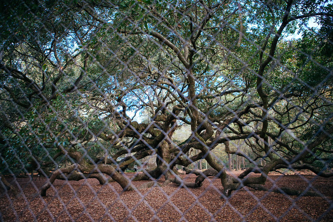 I showed up to the Angel Oak Tree 5 hours before they opened the gate, but wasn't about to wait to make this same pic minus the fence layer. Let's just call it "ART".