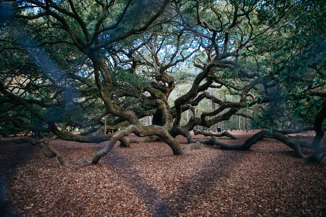 Imagine being 10 years old here, and not having any grownups to spoil the fun of climbing on this tree. 