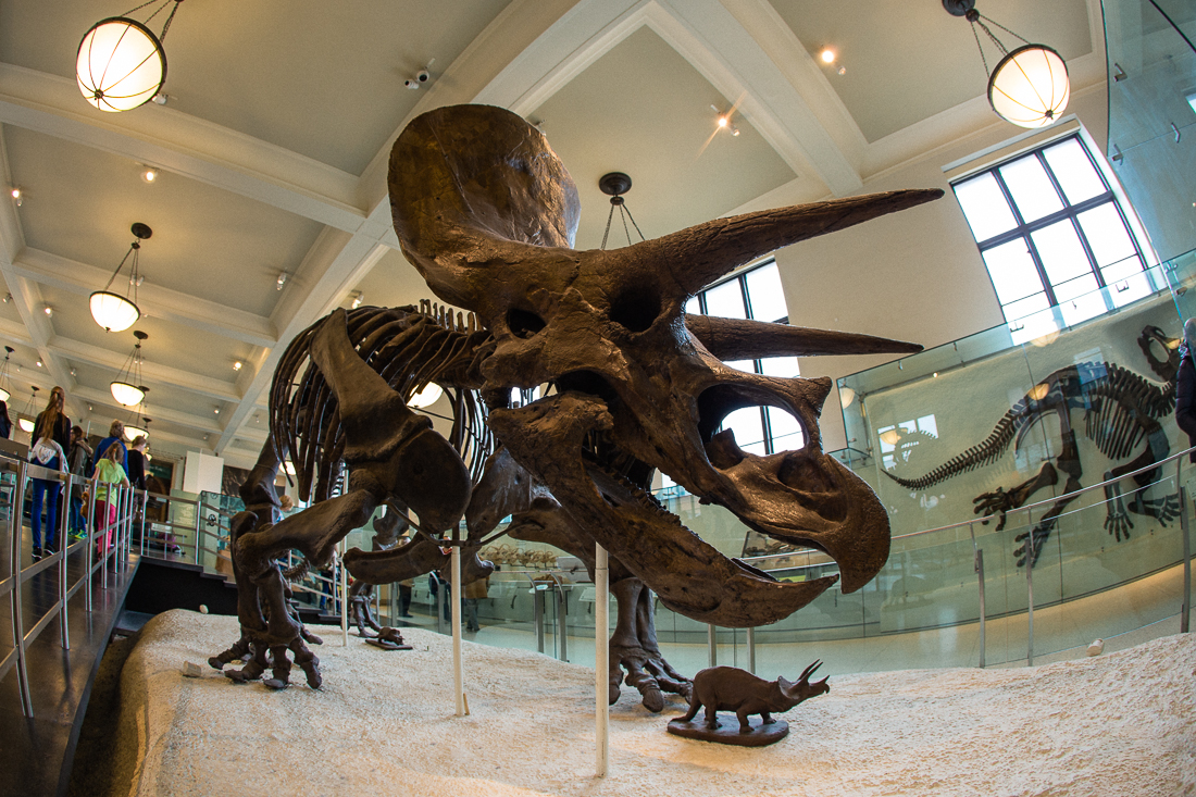 Just like that meat-pie bakery, we went to visit some dead dinosaurs at the museum. 