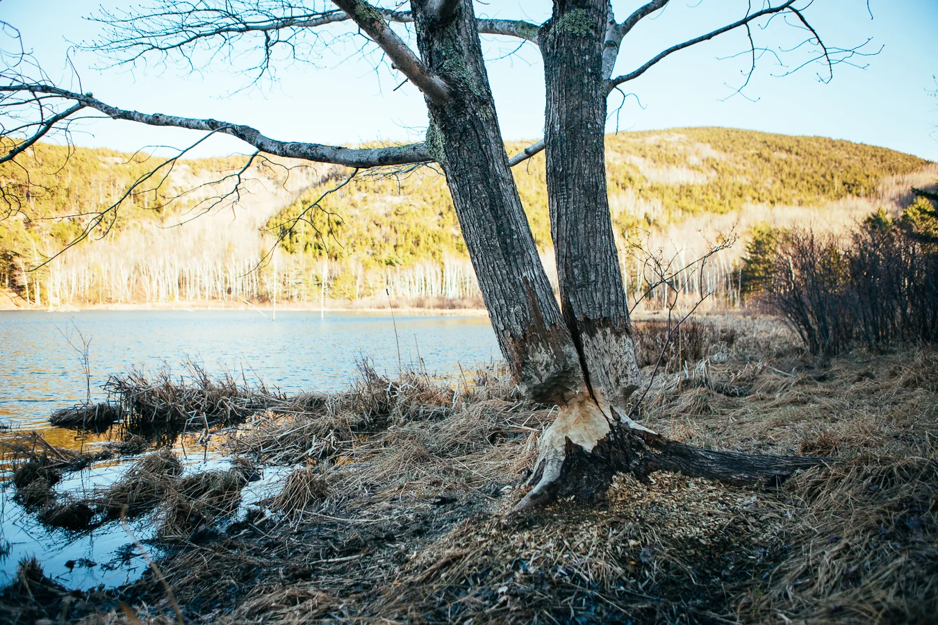 A beaver did some serious work here. Just a couple more meals and it's TIIIIMMMBERRRRRR!