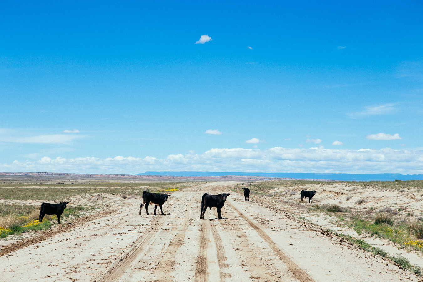 We decided to go to the Bisti Badlands, a very desolate region of a BLM area. It's primitive out here, nothing except nature, and some cows.