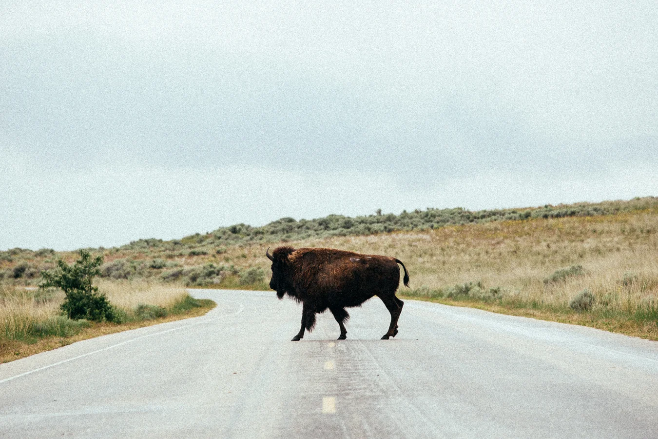 Why did the Bison cross the road??