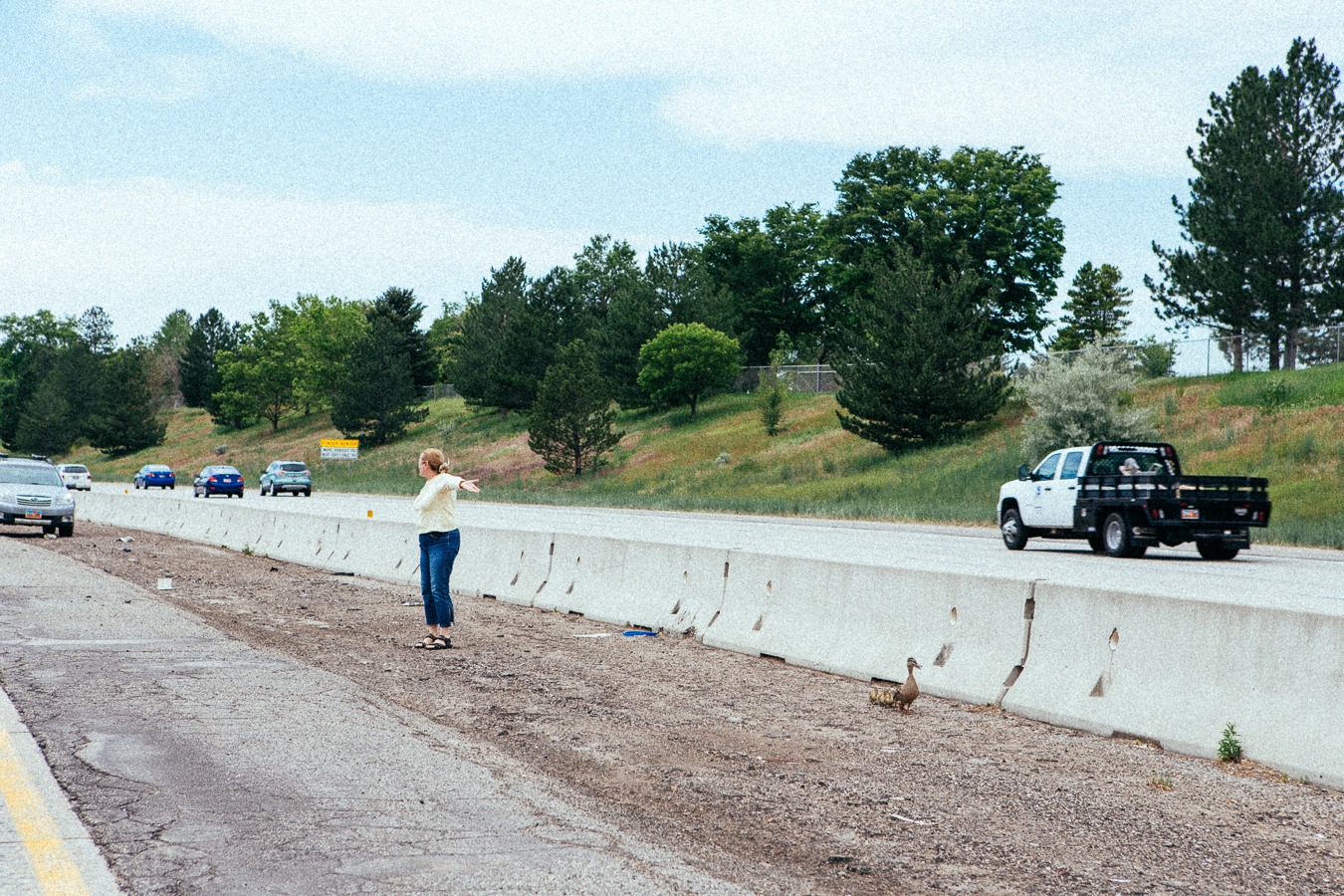 This lady was trying to save a duck leading it's babies along the freeway median. 