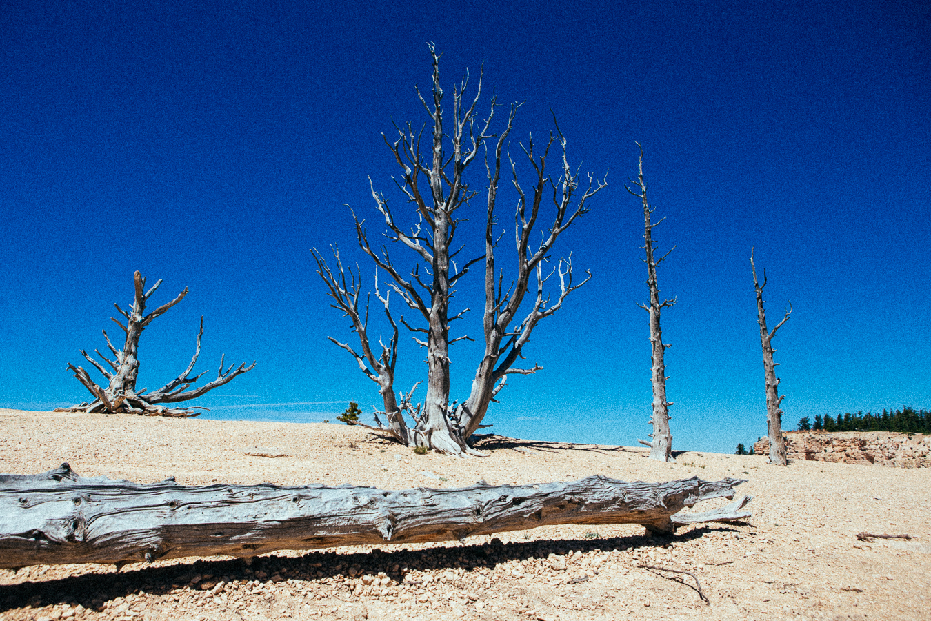 At the end of the National Park's road is Rainbow Point. If you're afraid of heights, you're screwed. Past this weathered Bristlecone is the trail along a windy cliff band.