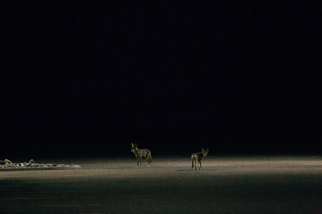 I camped out for the night at a casino parking lot. I was kinda more scared than Detroit , there's way more tweakers here. These coyotes were running around like they were on meth.