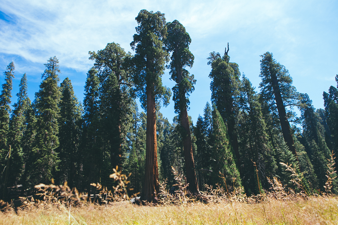 These trees demand respect, but without the National Park preserving them humans would have already harvested their ancient lumber for the walls of a Walmart or something else. 