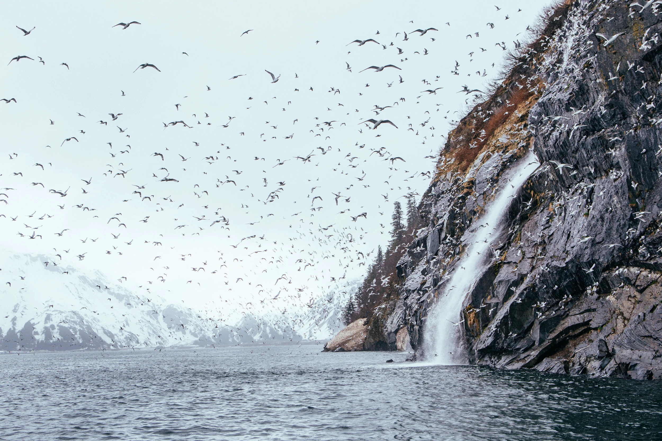 A jillion birds, a waterfall into the ocean, some snowy mountains. Maybe the coolest photo I've ever made.