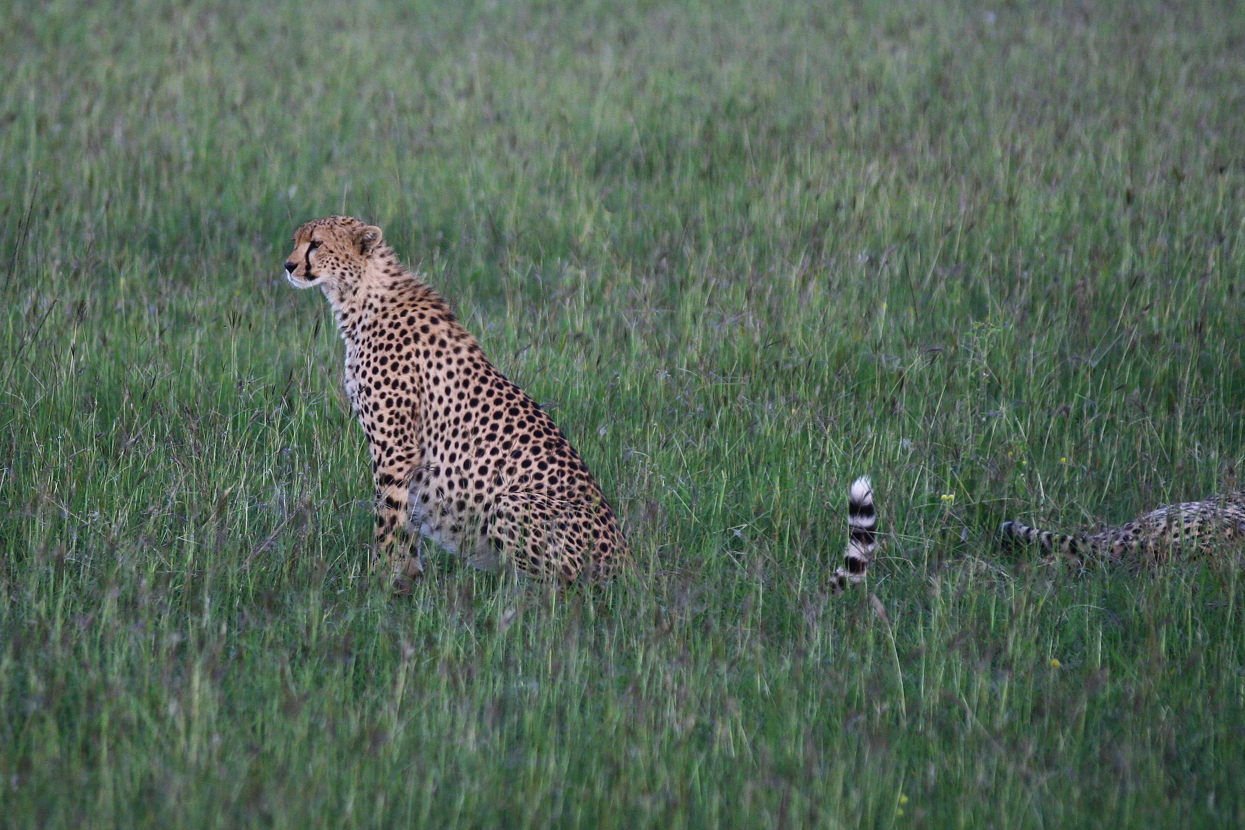 Cheetah family. Serengeti National Park, Tanzania.