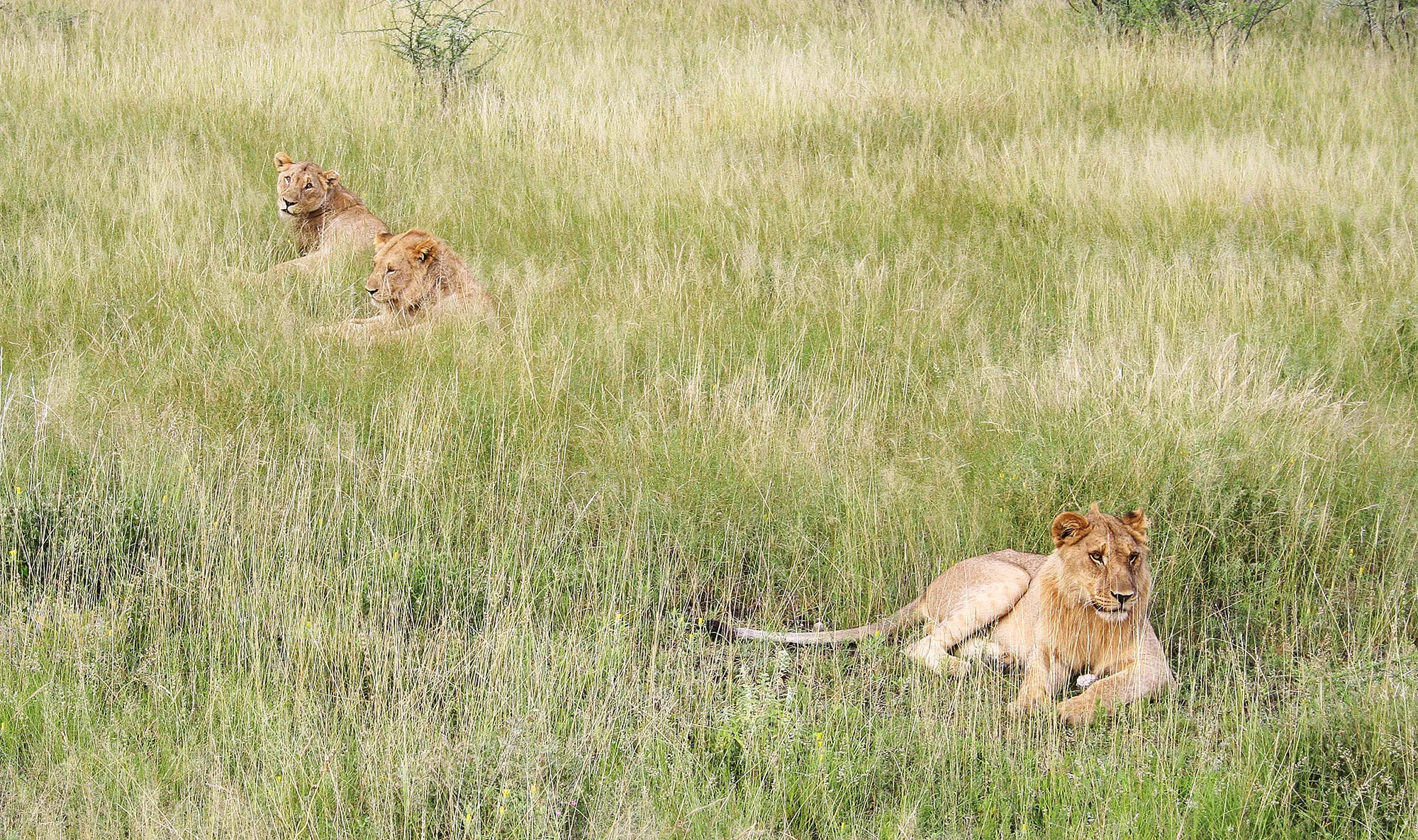 IMG_8599-etosha-national-park2.jpg