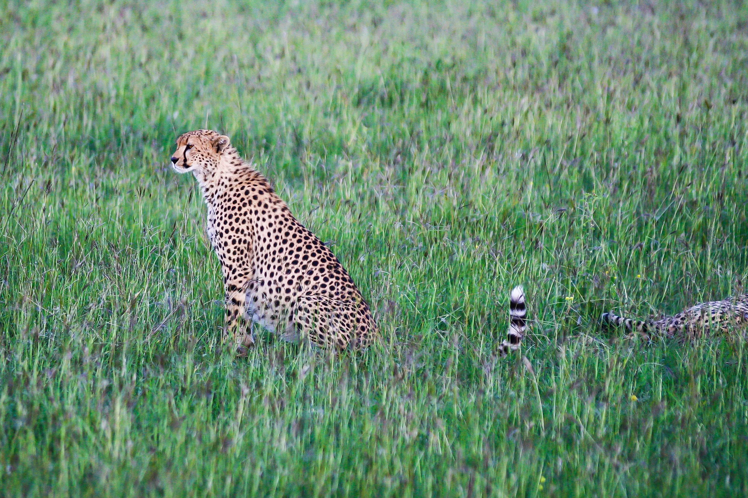 Tanzania_Safari_Serengeti Nat Park_4903.jpg