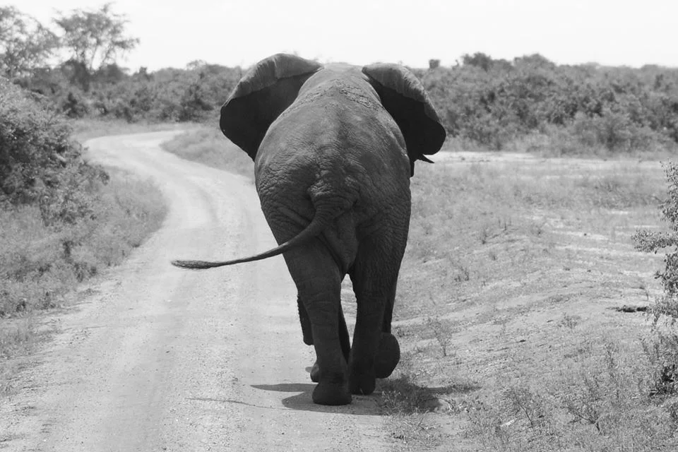 elephant.jpg
