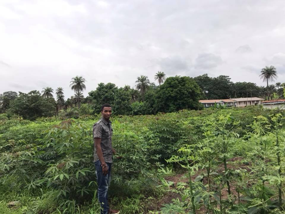 cassava.jpg