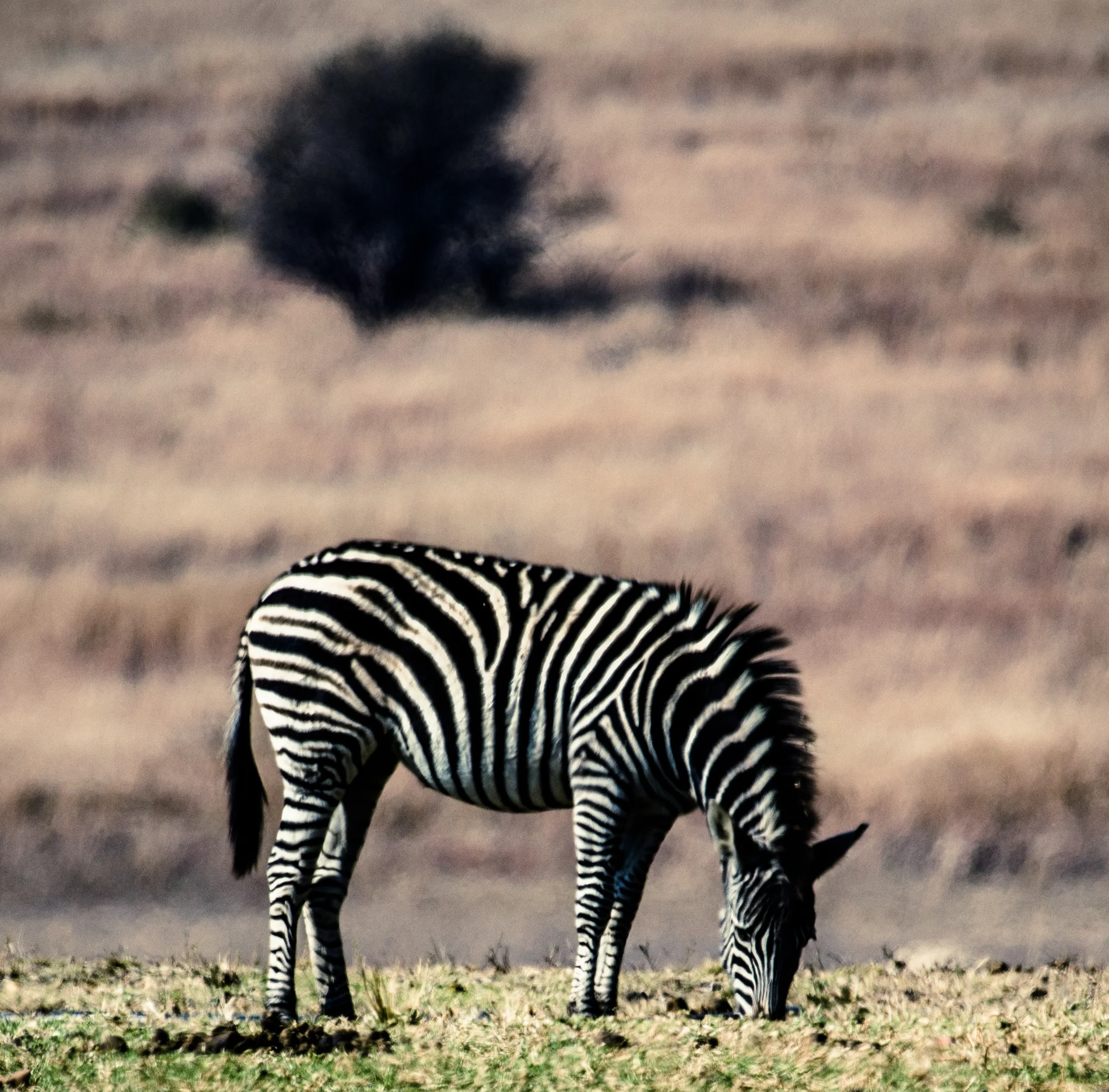 Soweto3-313.jpg
