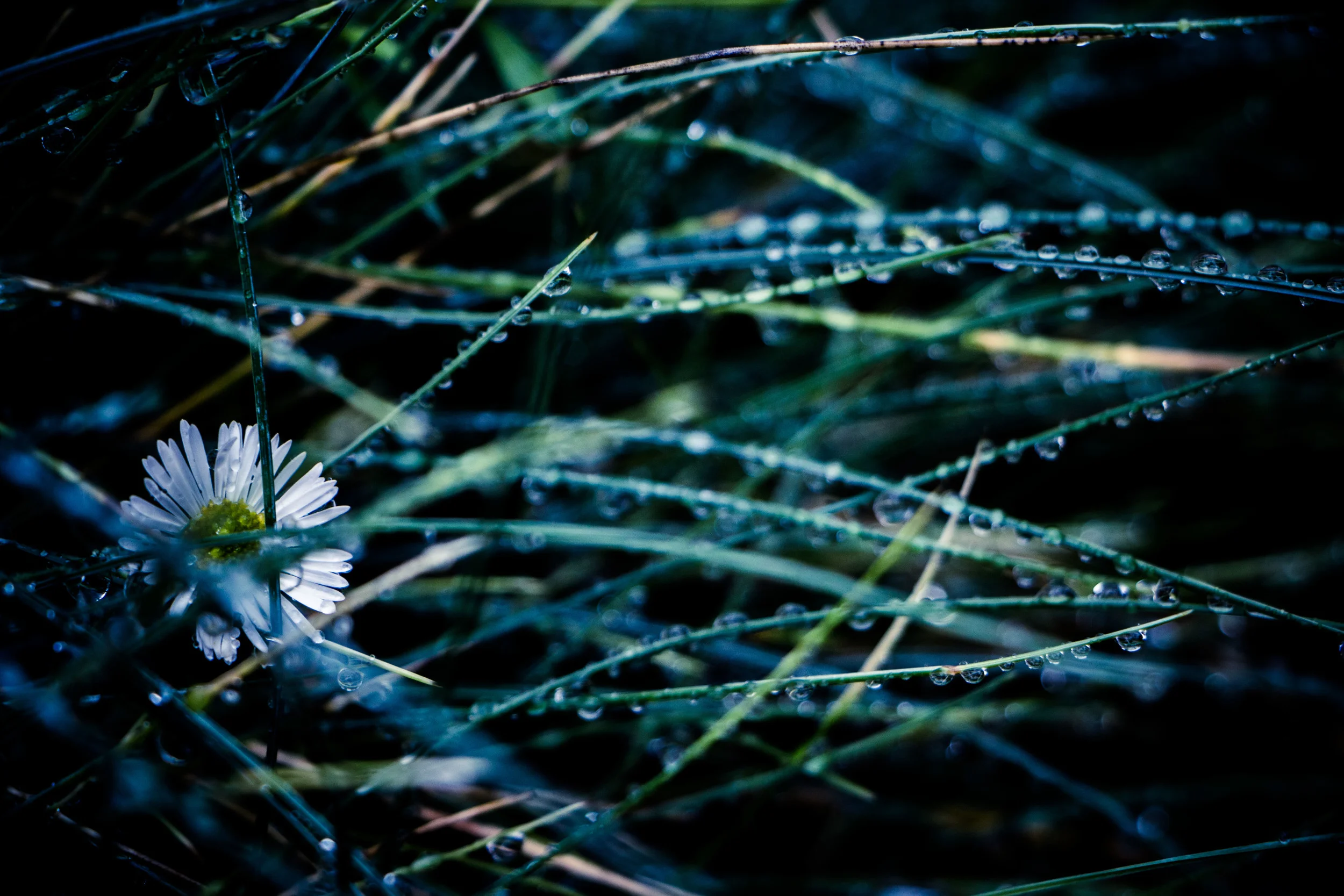 Rain-139.jpg