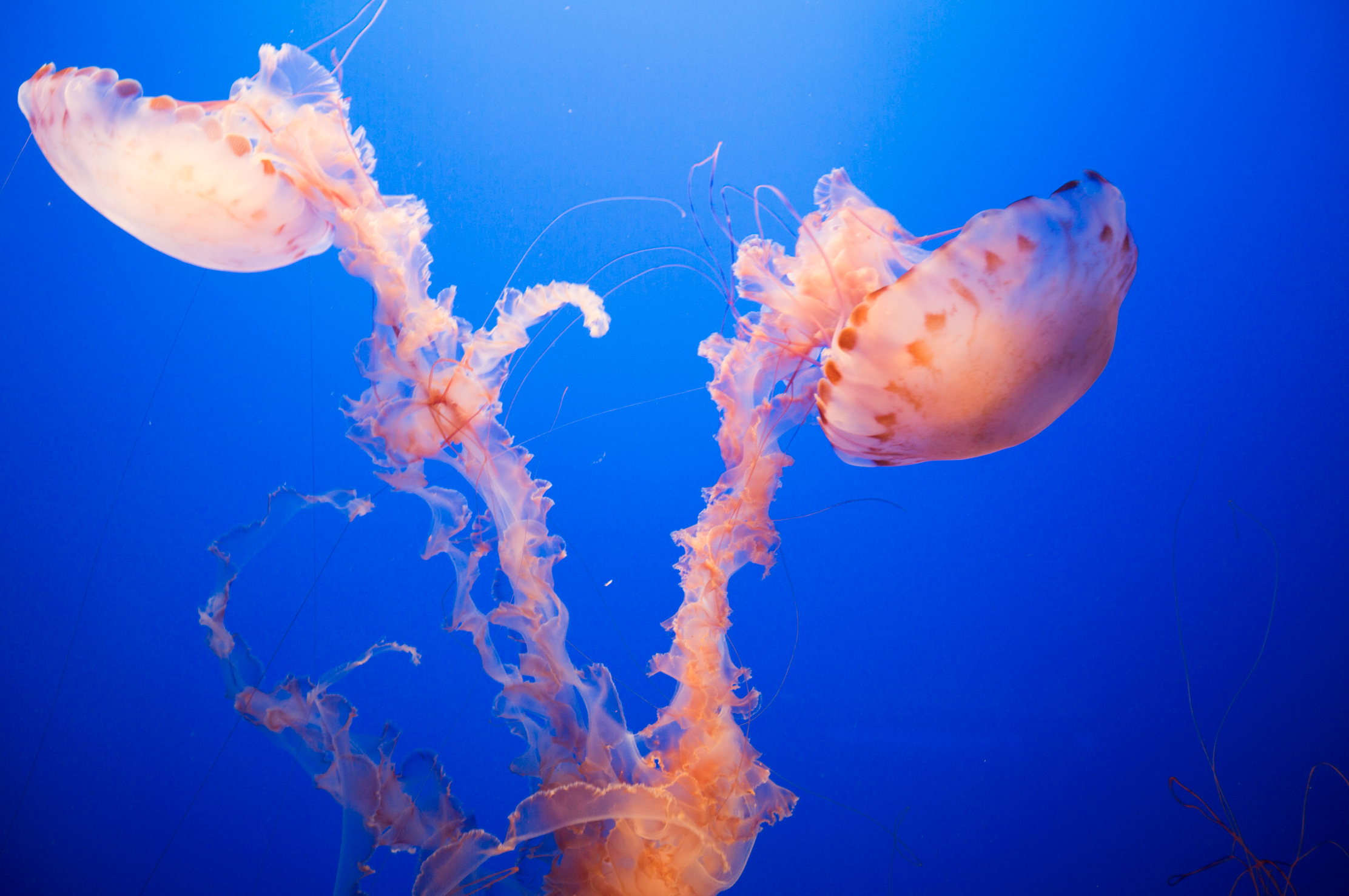 Screen Shot 2017-01-18 at 8.26.43 PM.png