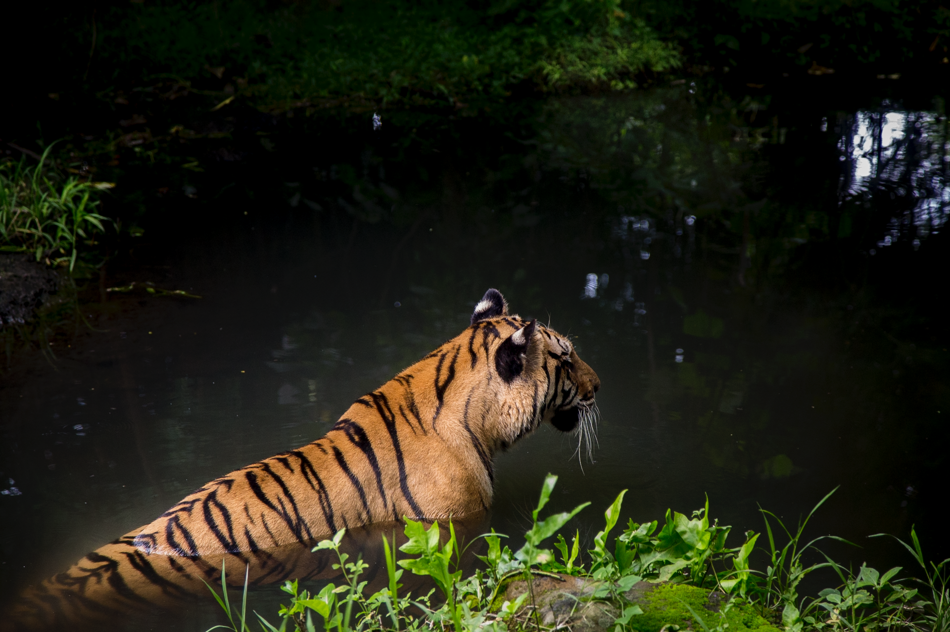 Screen Shot 2017-01-18 at 8.16.42 PM.png