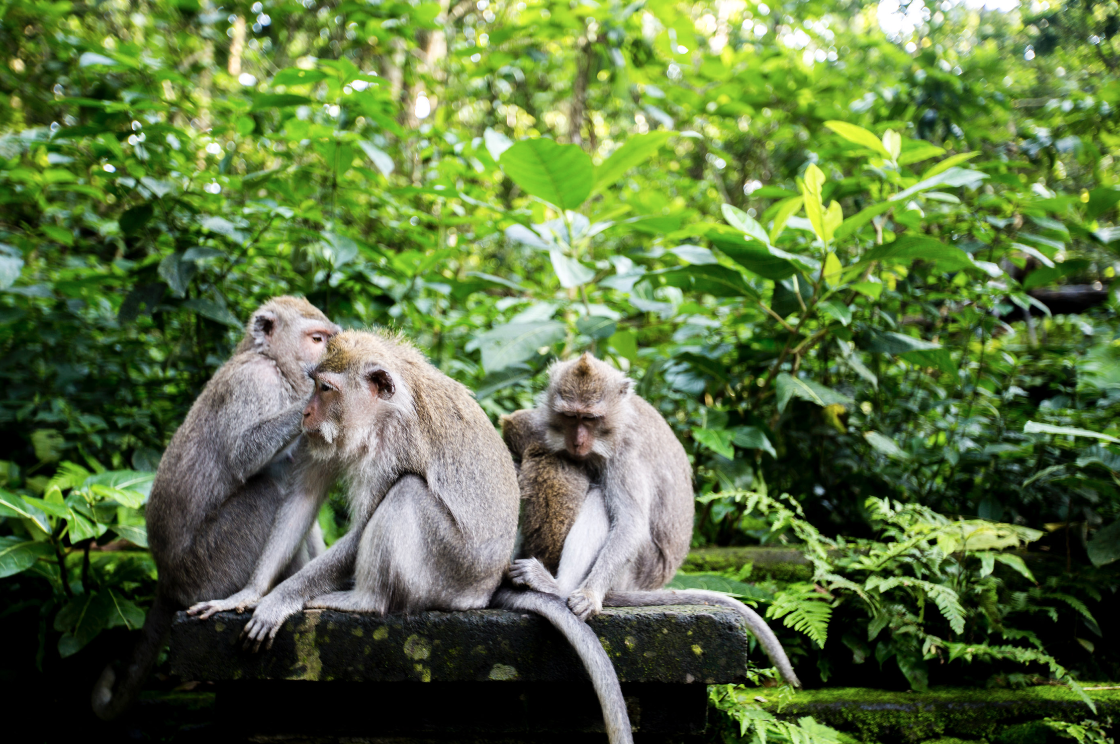 Screen Shot 2017-01-18 at 8.09.12 PM.png