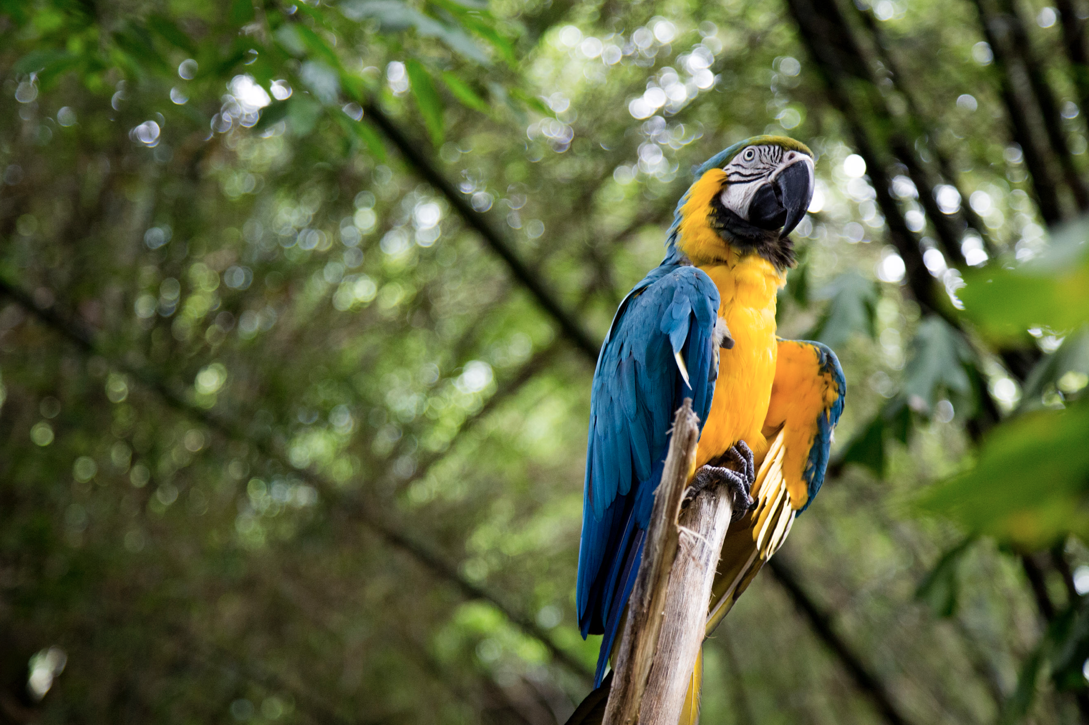 Screen Shot 2017-01-18 at 8.09.01 PM.png