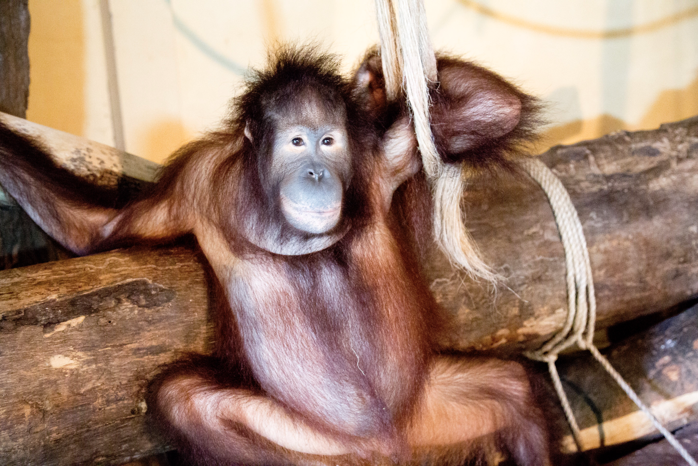 Screen Shot 2017-01-18 at 8.08.09 PM.png