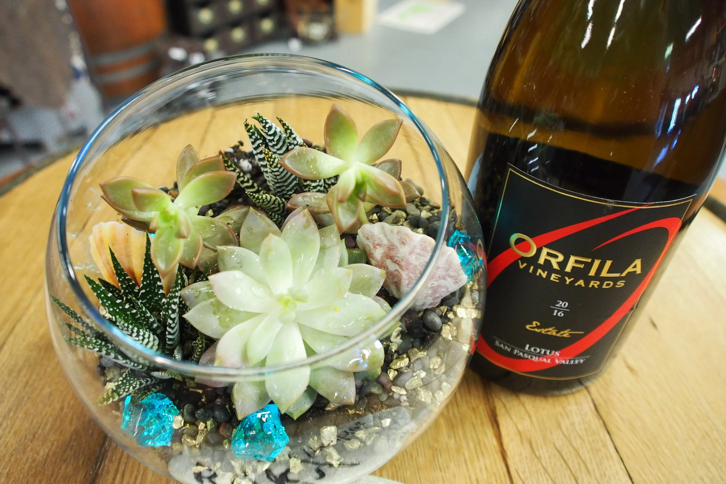 Orfila Succers for Wine Succulent Workshop