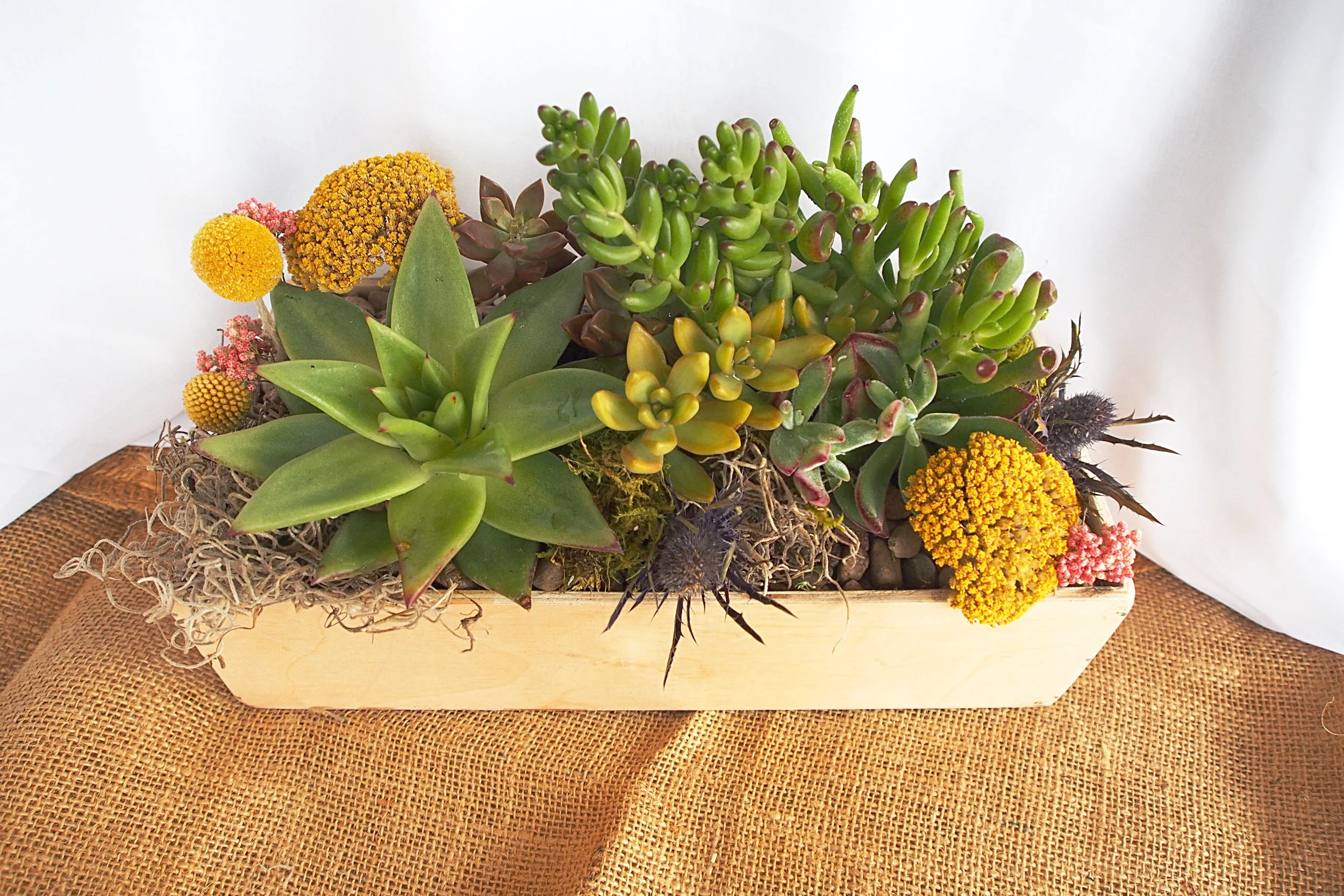 Orfila Succulent Workshop- Choose your own container