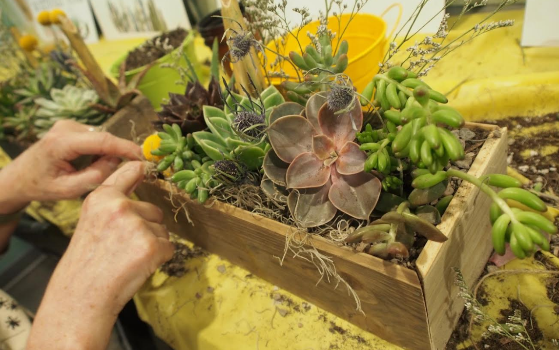 Liberation Brewery Succulent Workshop