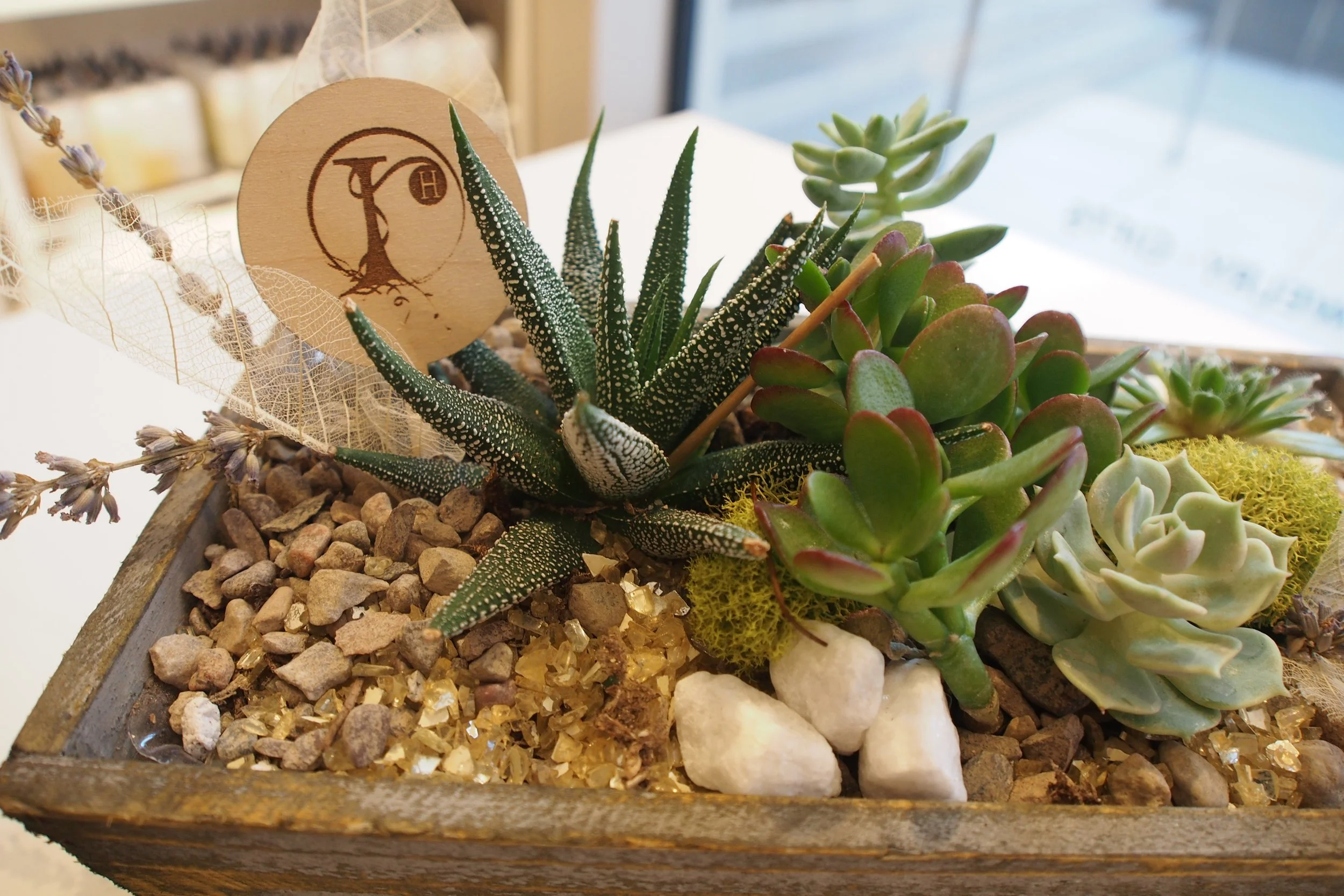 3/31  Succulent Workshop @Far Field  6PM
