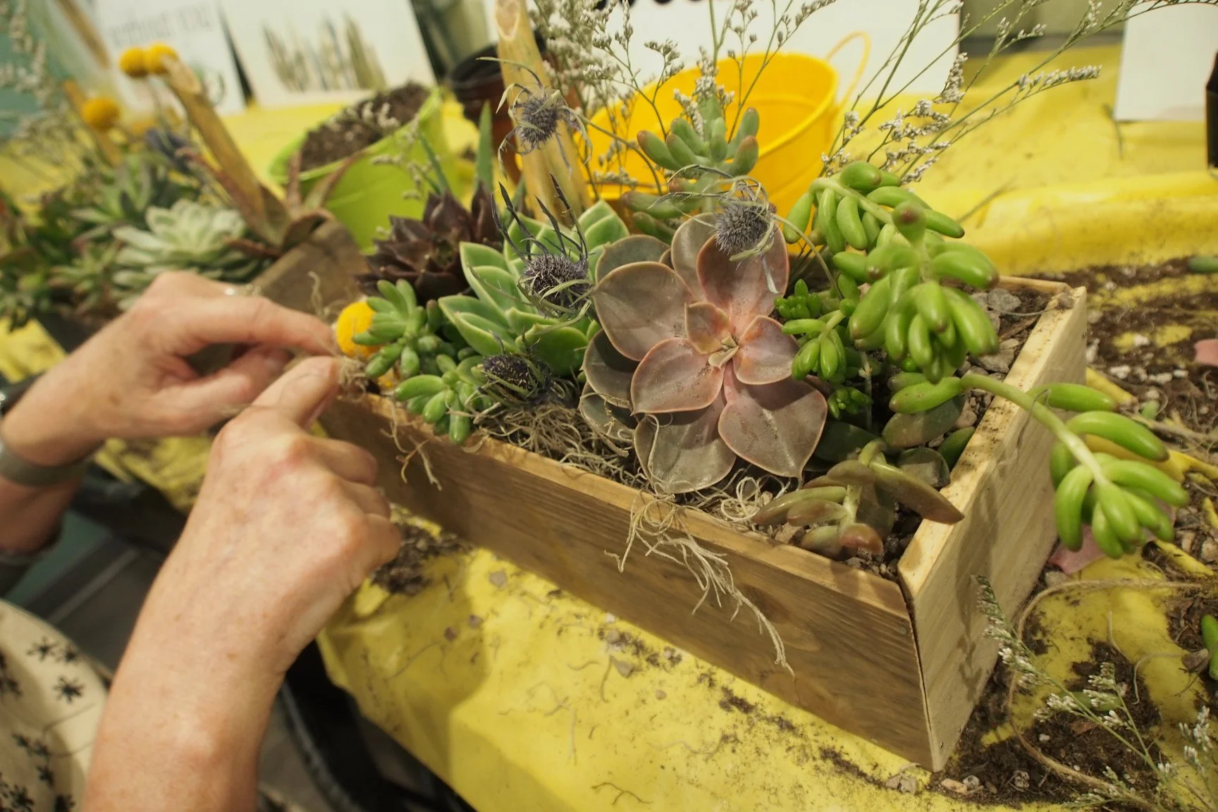 2/15 Succulent Workshop 3PM