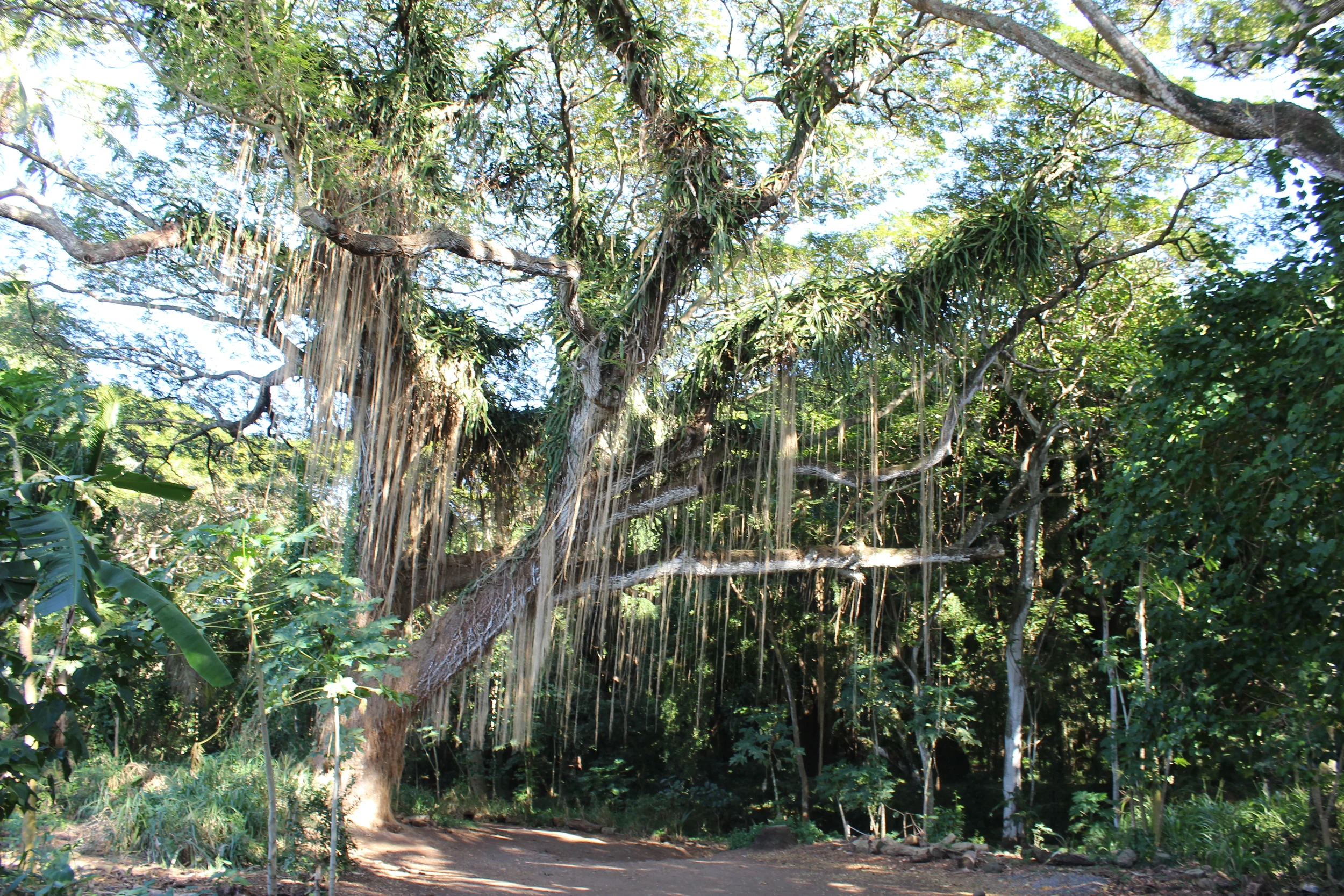 Banyan