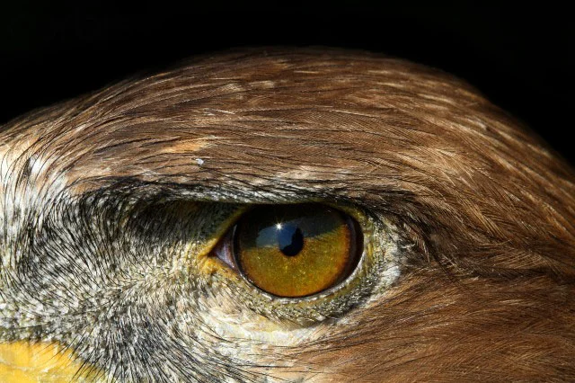 test eye1.jpg